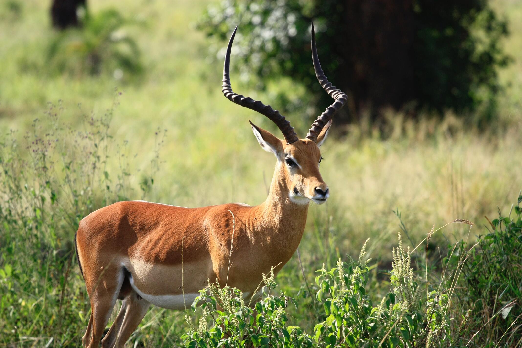 Wildlife of the Matapato Rangelands, Central Kajiado