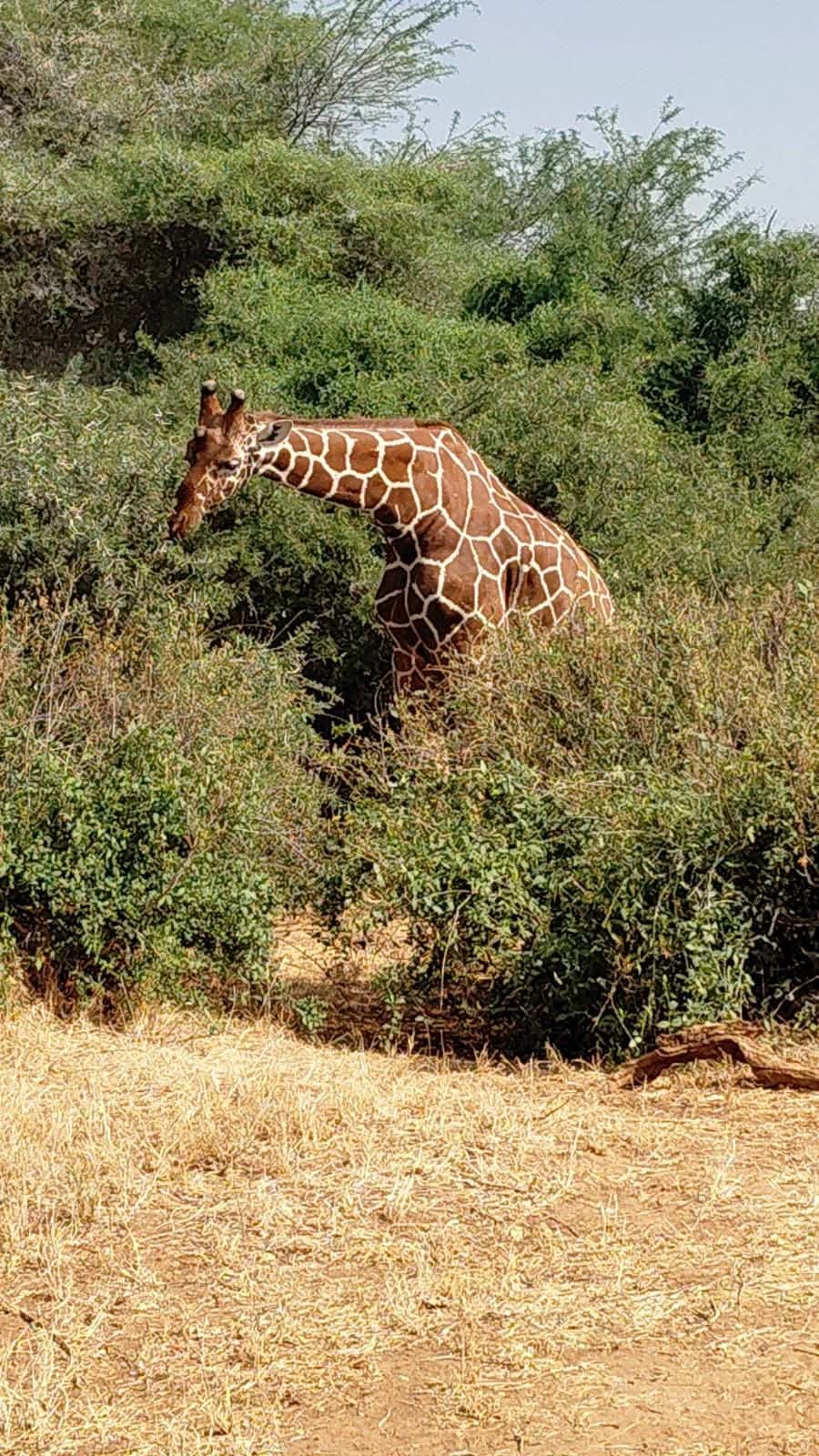 A reticulated giraffe browsing acacia in the Matapato Rangelands
