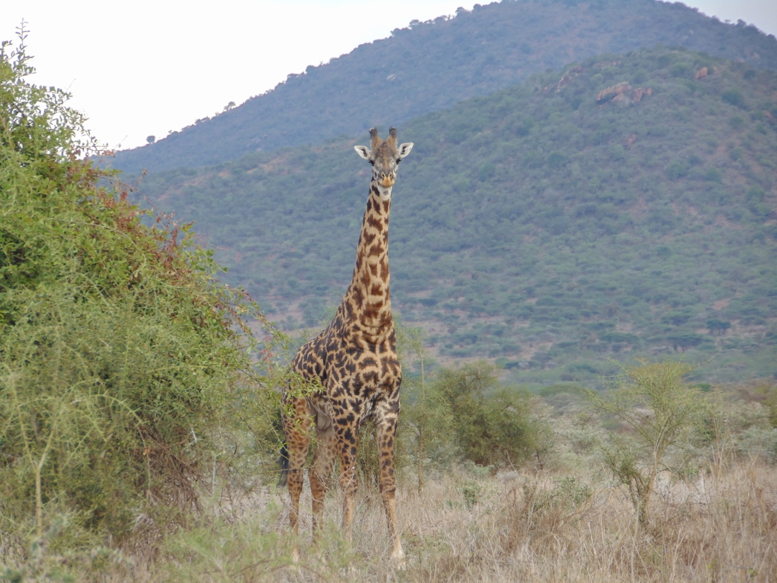 A RAMAT ranger on patrol scanning the rangelands