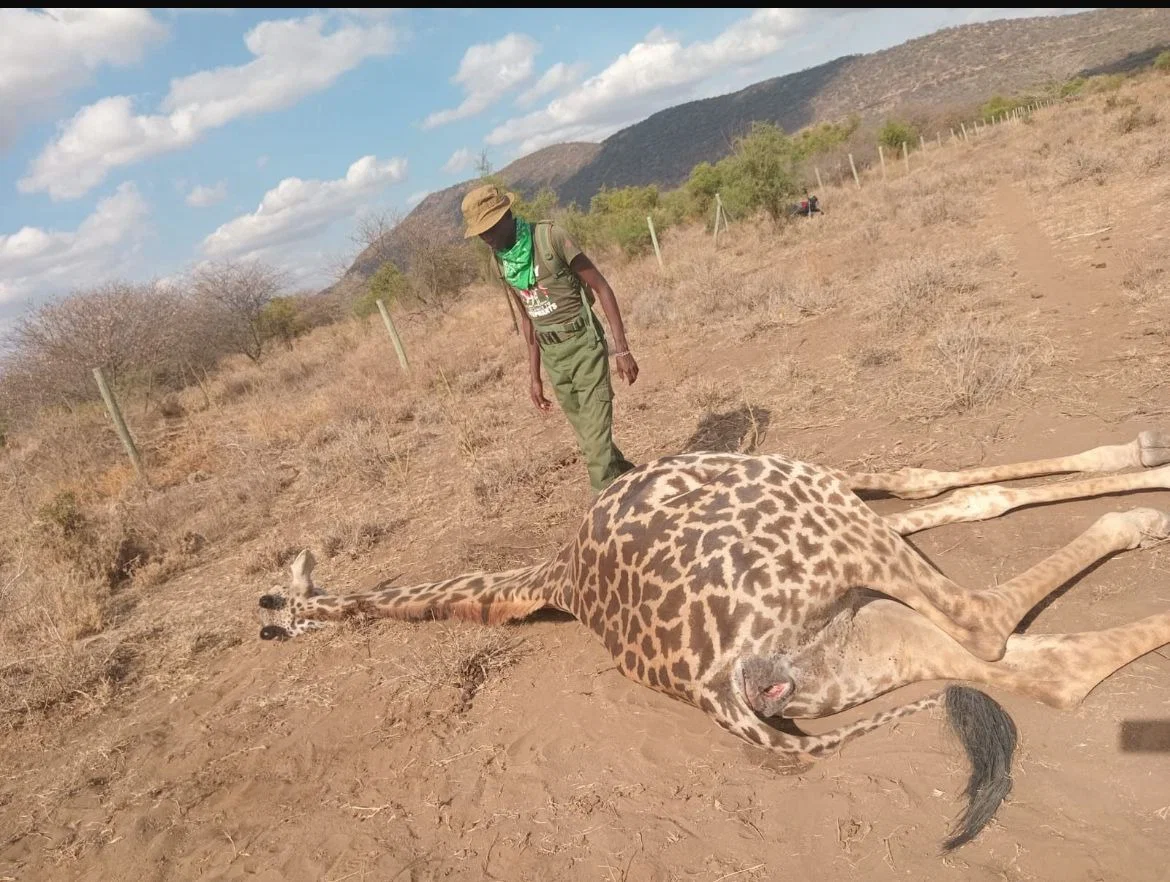 Maasai giraffes and migratory corridors