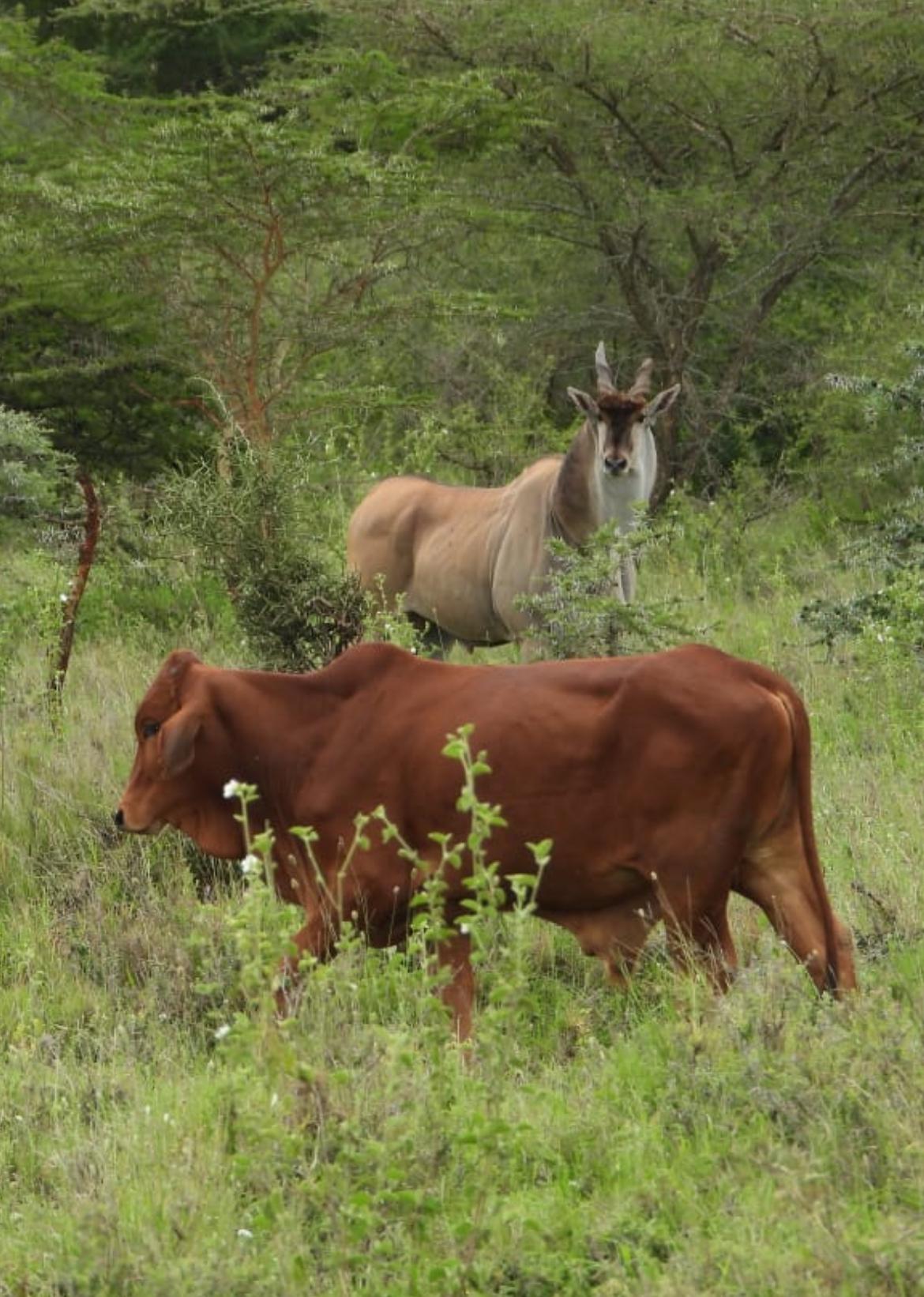 A Crisis Ignored: The Collapse of Wildlife Corridors in Kajiado, Makueni, and Machakos