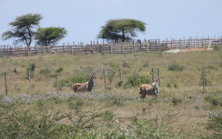 Elands trapped in Kikesen River Conservancy