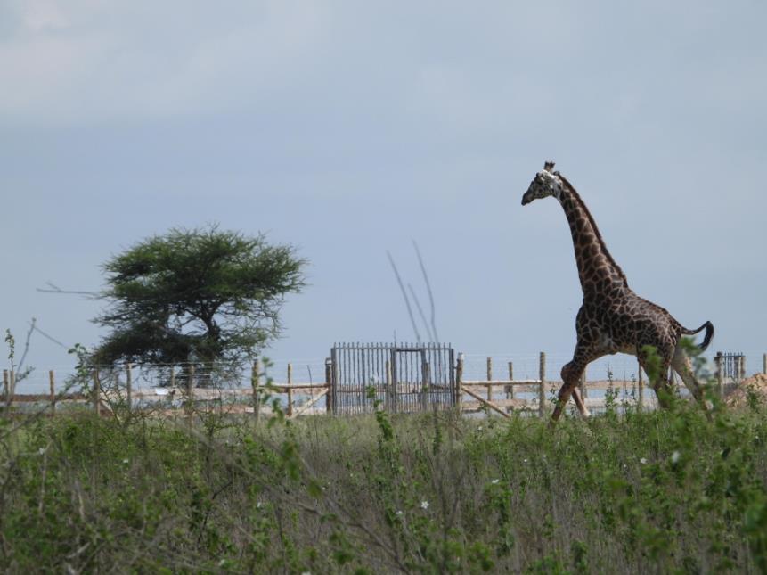 A famous giraffe inside a fenced property in Kikesen River Conservancy