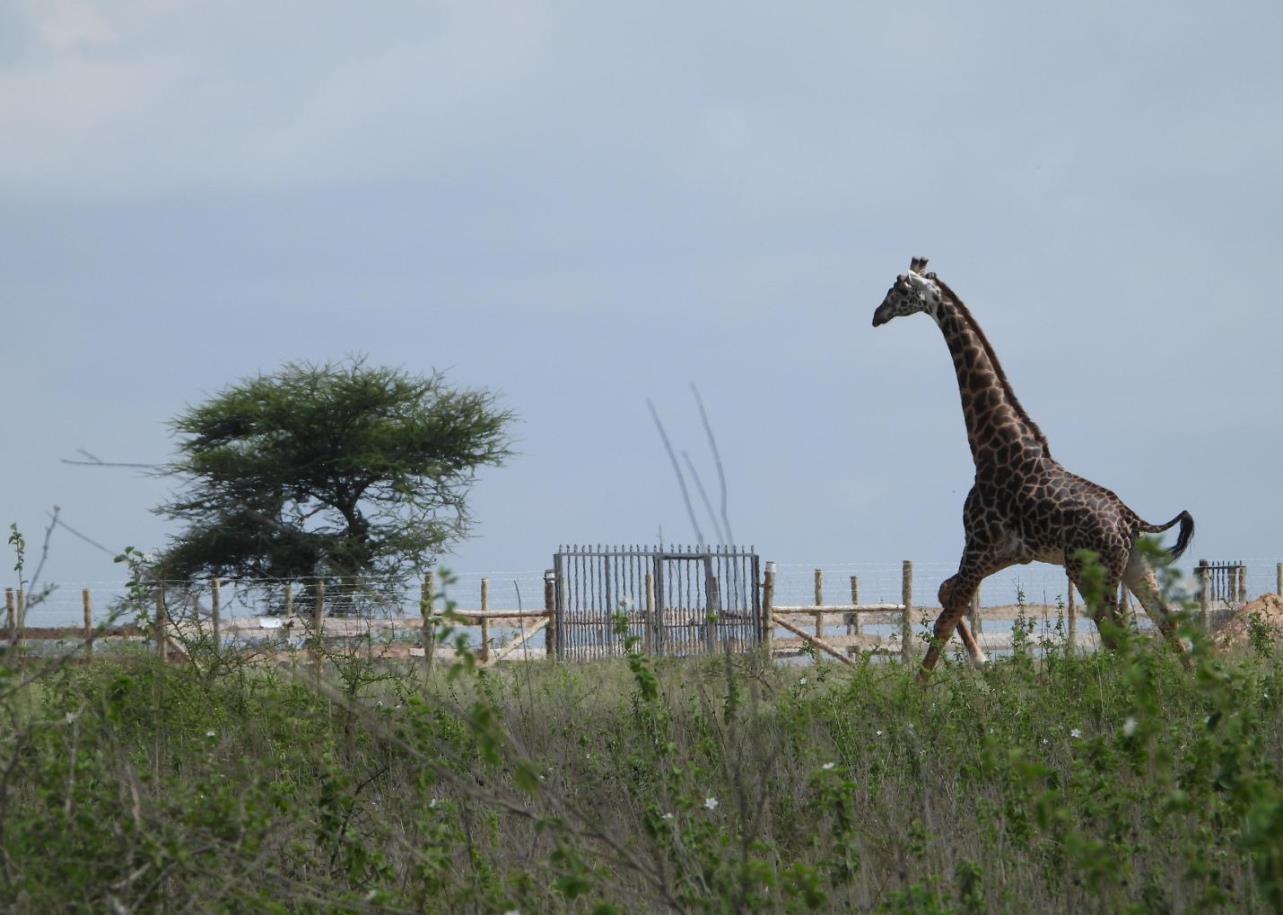Fences Threaten Wildlife in Kajiado's Critical Ecosystem
