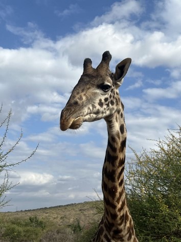 Giraffes in Kajiado
