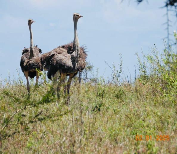 Wildlife sighted in a fenced property at Kikesen River Conservancy